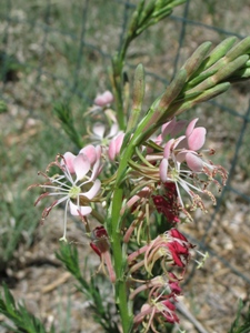 Gaura coccinea